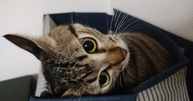 光と闇が合わさるとカオスになる とらねこかんな Note