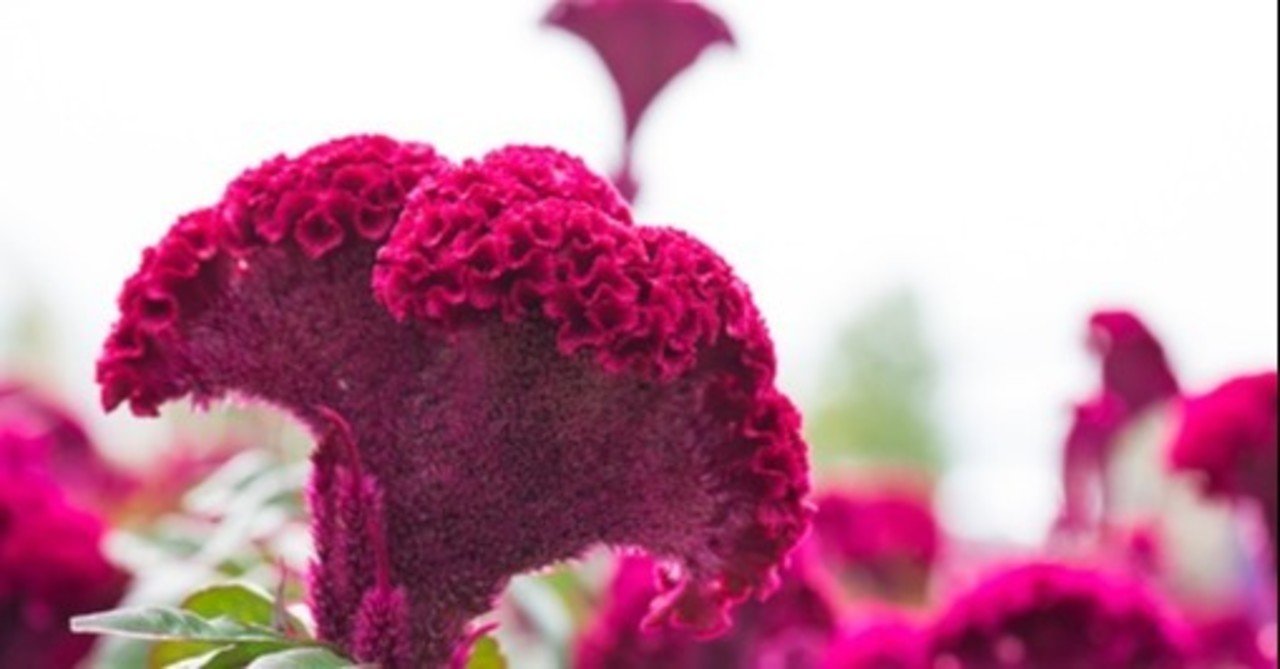 飾りじゃないのよトサカは Tomo Note 飾りじゃないのよトサカは Tomo Note