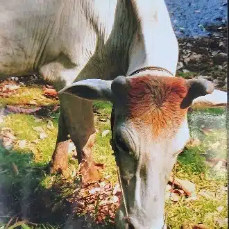 カエル