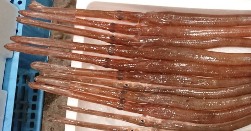 新潟 佐渡沖の高級魚ヤガラ 魚が来る 明日 新潟から 鮮魚通販 Note