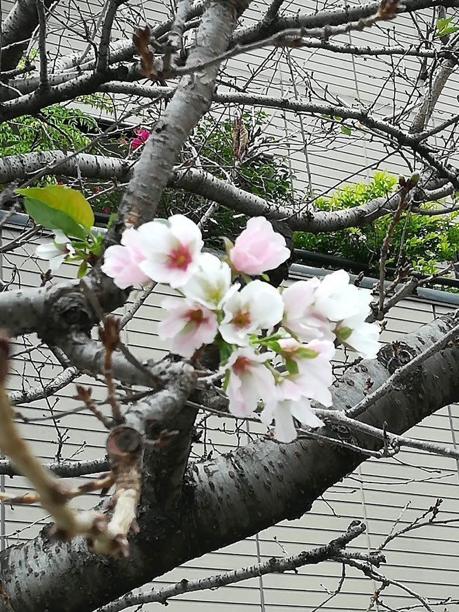 10月の桜
