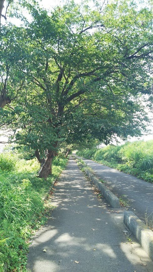 遊歩道