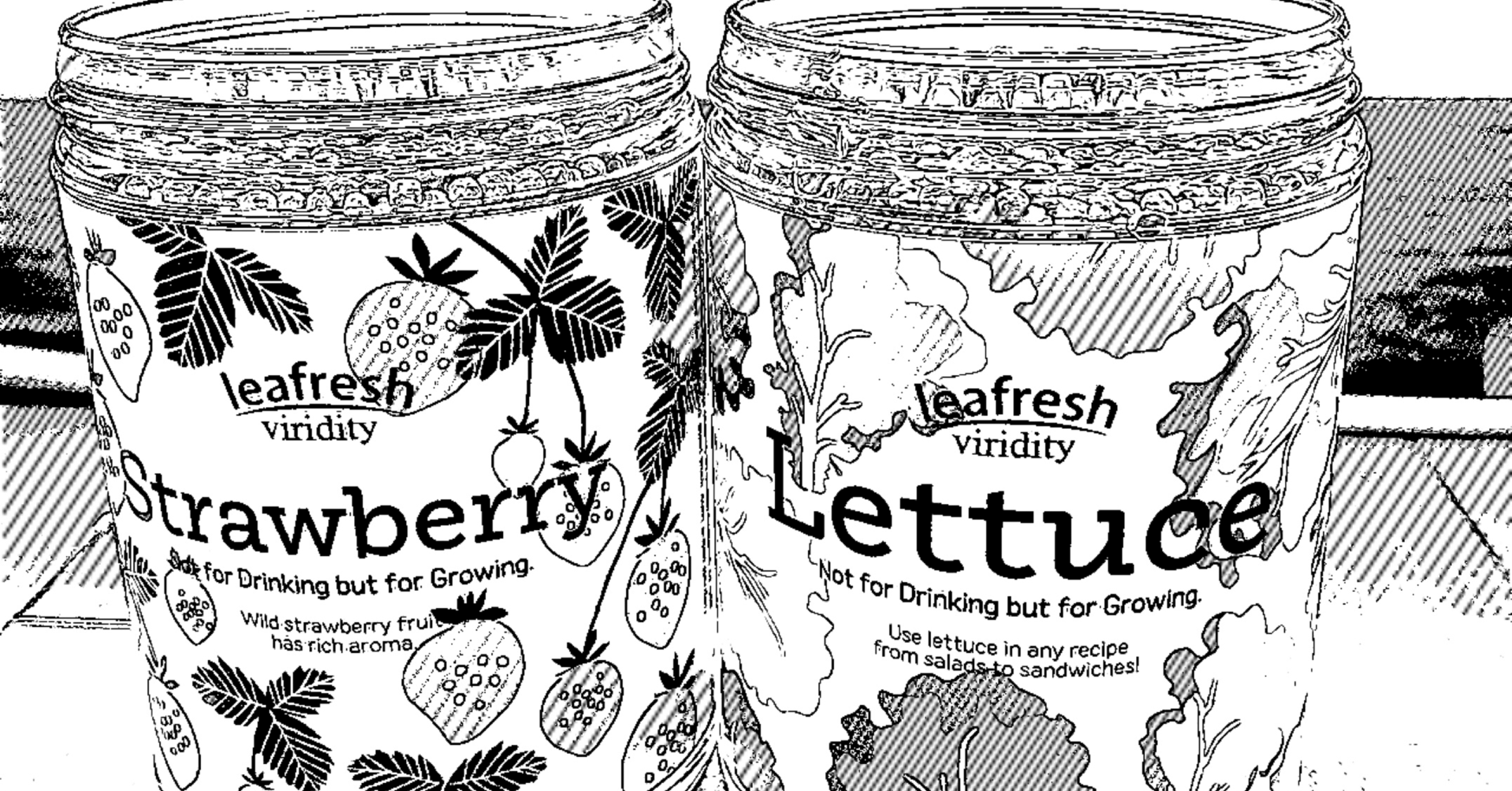 水耕栽培 始めました のん 水耕栽培でレタスが食べたい Note