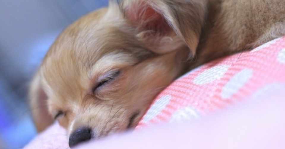 季節の変わり目に注意 秋冬にかけての犬の体調管理と予防法 完全版 Inuo Note