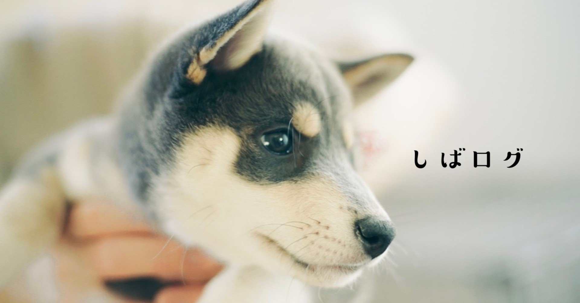 柴犬初心者夫婦が多頭飼いとなった日 ハマ しばログ Note 柴犬初心者夫婦が多頭飼いとなった日 ハマ しばログ Note