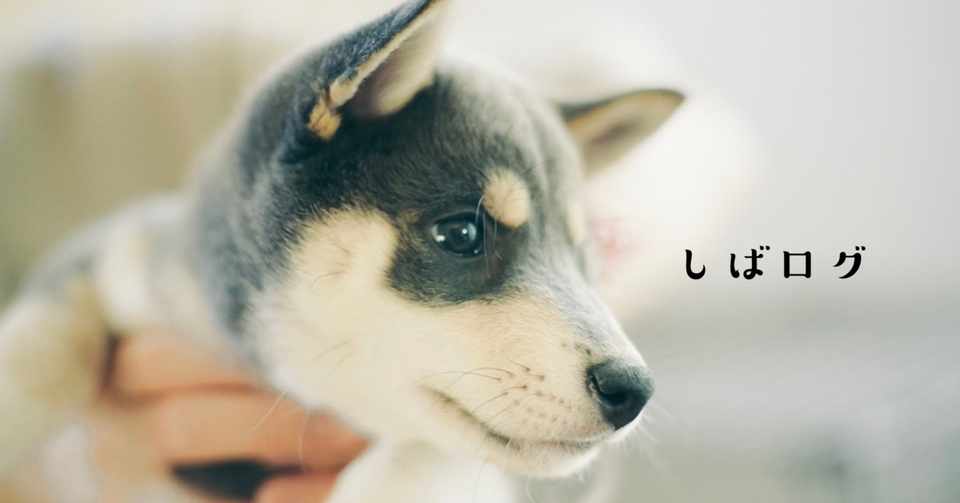 柴犬初心者夫婦が多頭飼いとなった日 ハマ しばログ Note