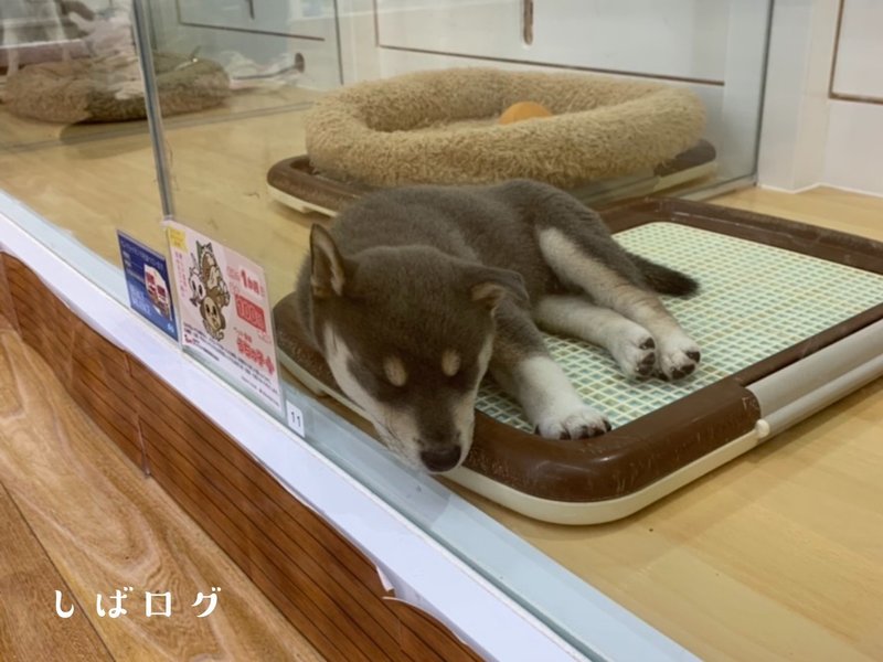 柴犬初心者夫婦が多頭飼いとなった日 ハマ しばログ Note