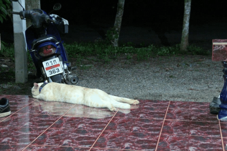 極限までやる気がなくなった猫。当時タイ南部の田舎で撮影した。暑さでうなだれる動物達は床タイルの冷感を好むため、寝転んでへばりつく。しかし、この体勢で身体の熱を放熱している猫は初めて見た。当然犬でも見たことない。この時以来見たことがない…ーータケシ