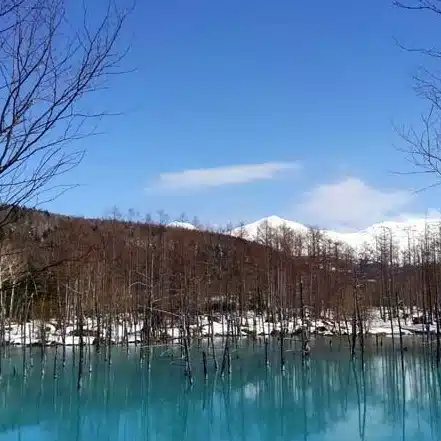 紫のまりも