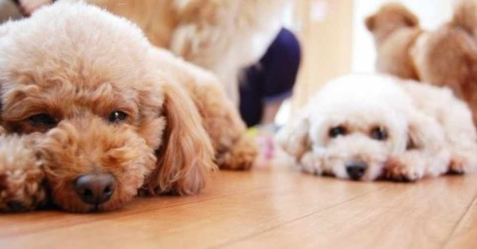 犬の多頭飼いについて 16匹飼っていた経験があります Haruka Note