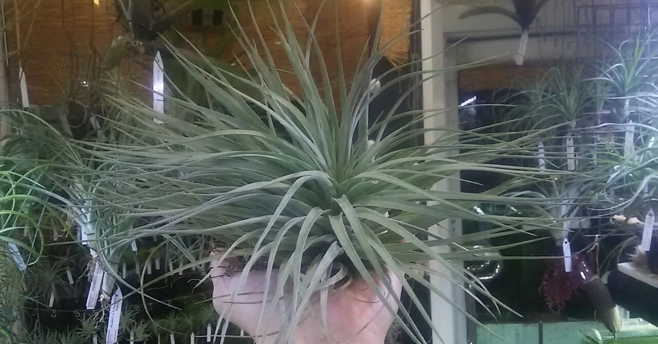 チランジア入荷リスト9/30｜NatureGarden🌿神田