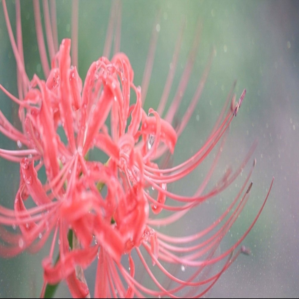 彼岸花って不吉なイメージあるけど Yukihiro Note