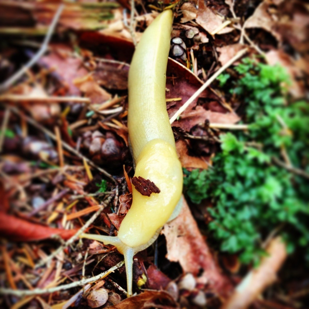 バナナ+ナメクジ \u003d Banana-Slug｜Hideto, image size:1280x1280