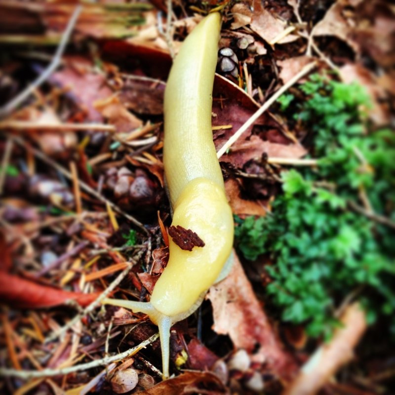 バナナ ナメクジ Banana Slug Hideto Note