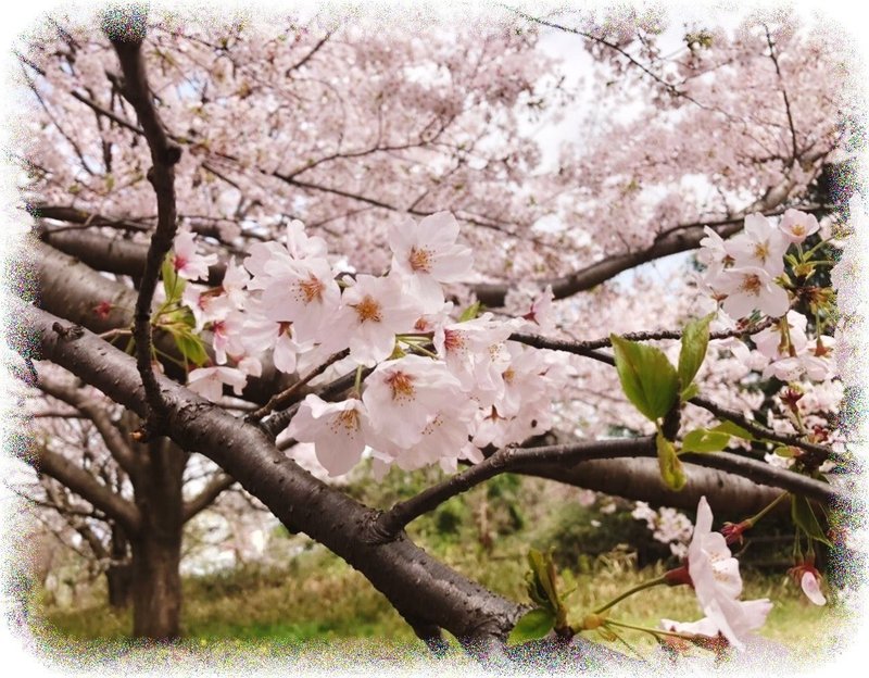_200403_保土ヶ谷公園の桜2