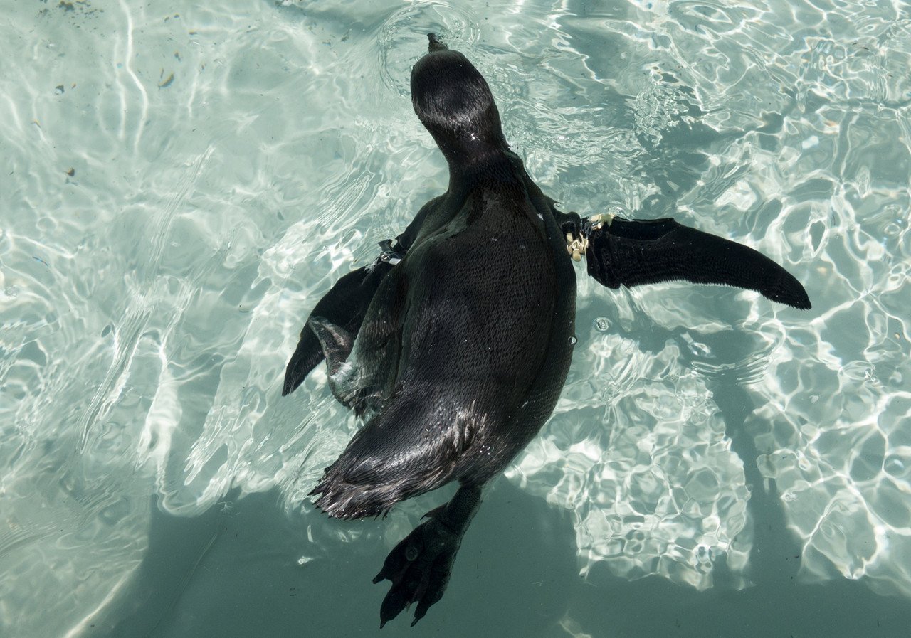 すいすいペンギン002