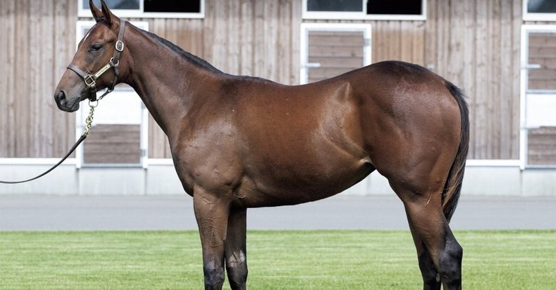 サラブレットクラブライオン募集馬診断 全馬編 Rino 整体療術師 Note