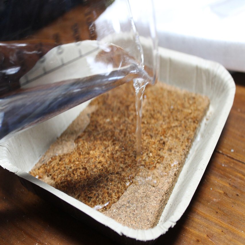 家の植物 多肉植物種まき 10 4 Nakada Shugo Note