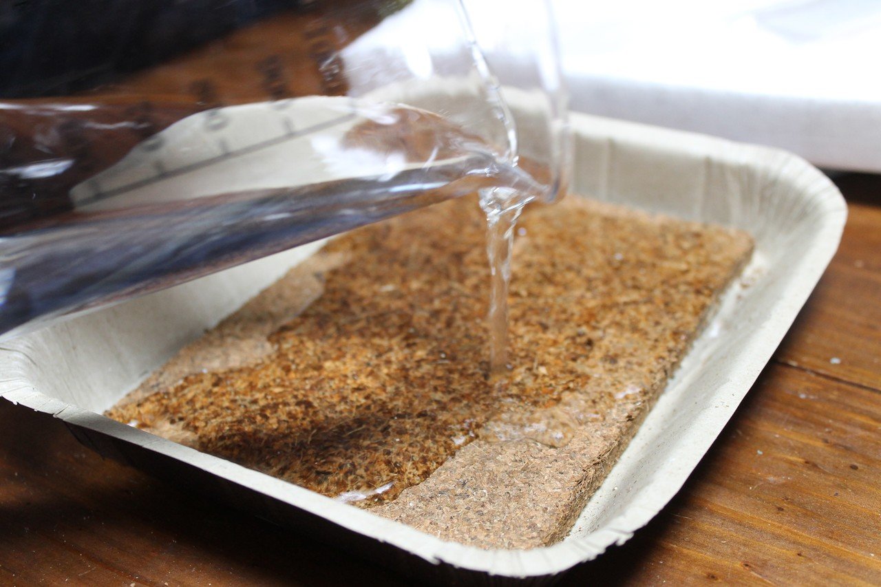 家の植物 多肉植物種まき 10 4 Nakada Shugo Note 家の植物 多肉植物種まき 10 4 Nakada Shugo Note