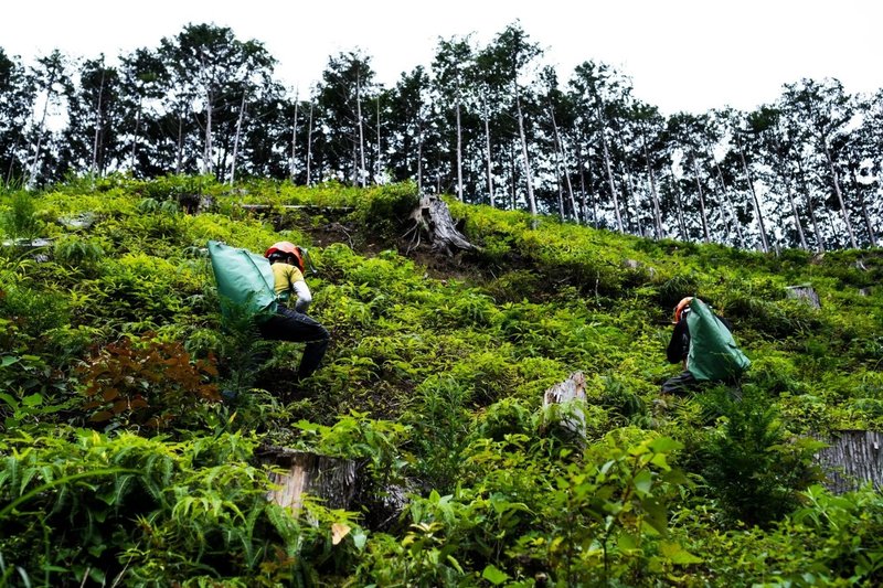 なんで日本で木を植えるのか Green Foresters 林業 がおもしろくなるnote Note