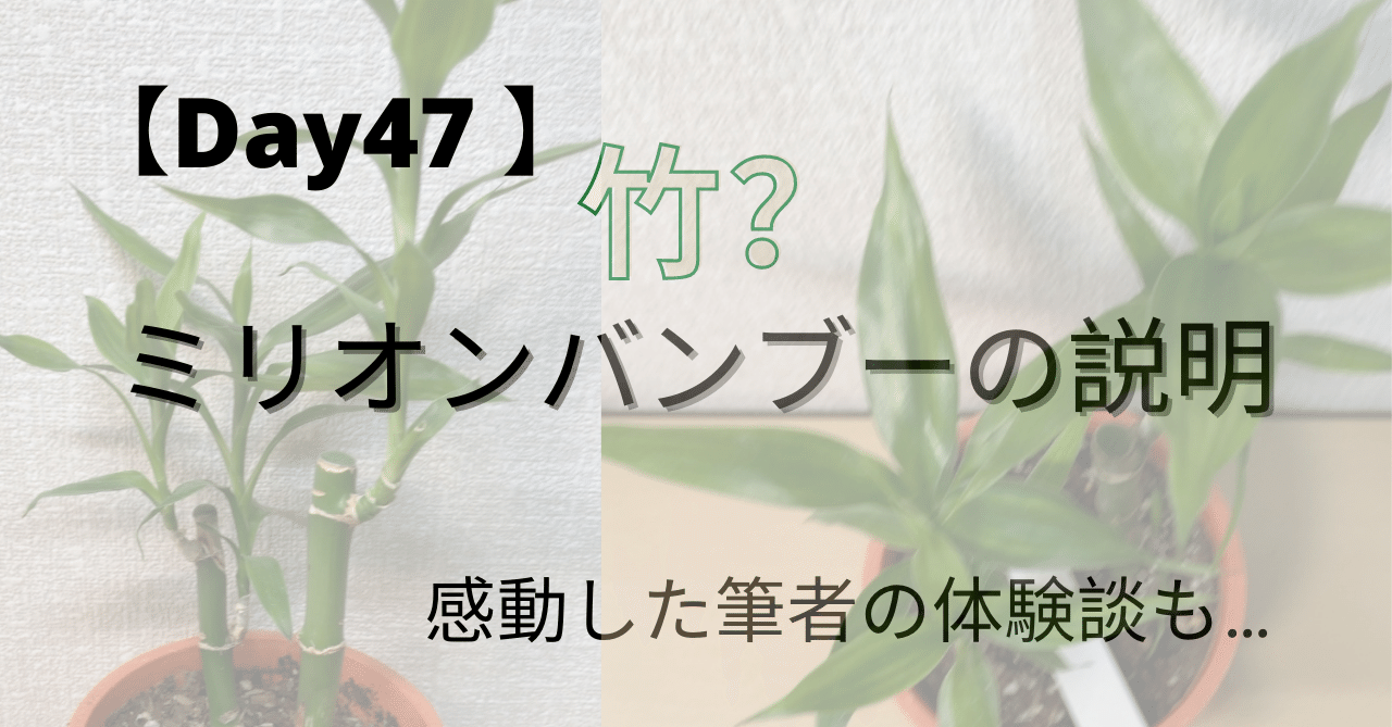 ミリオンバンブー の新着タグ記事一覧 Note つくる つながる とどける
