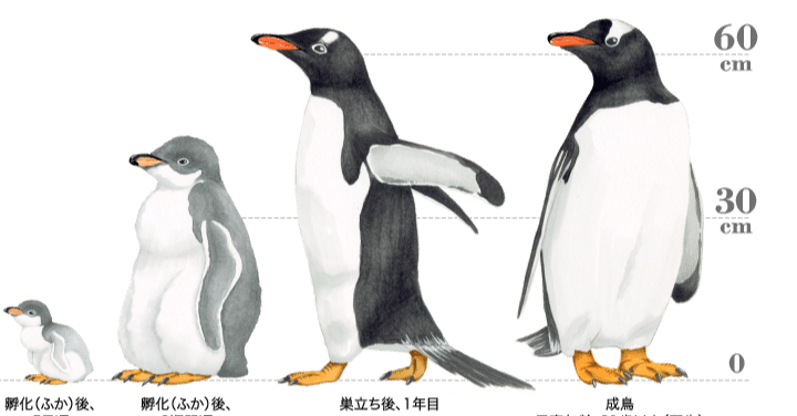 第1283回 ジェンツーペンギン｜翆野 大地