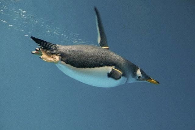 第12回 ジェンツーペンギン 翆野 大地 Note