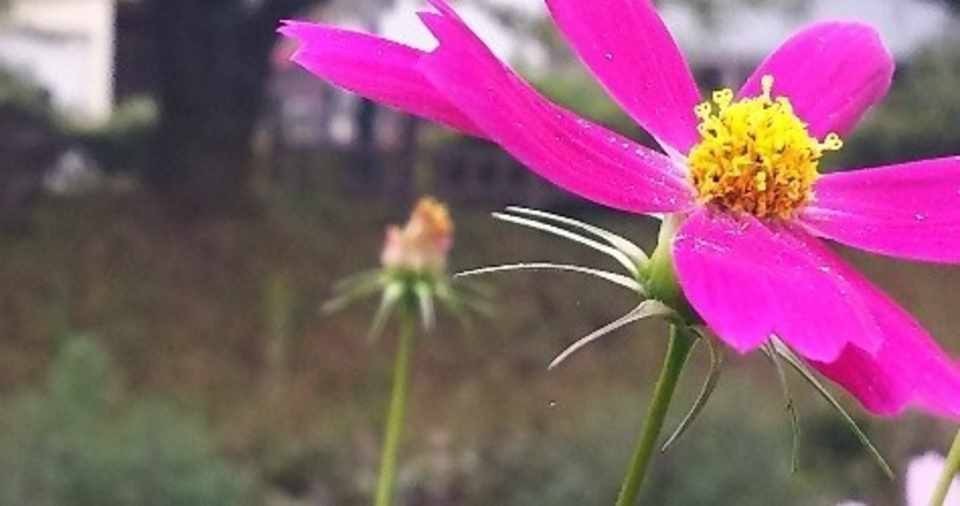 Draw Future Lohas Df Lhs 毎日更新 10月5日 ほっし校長 Note