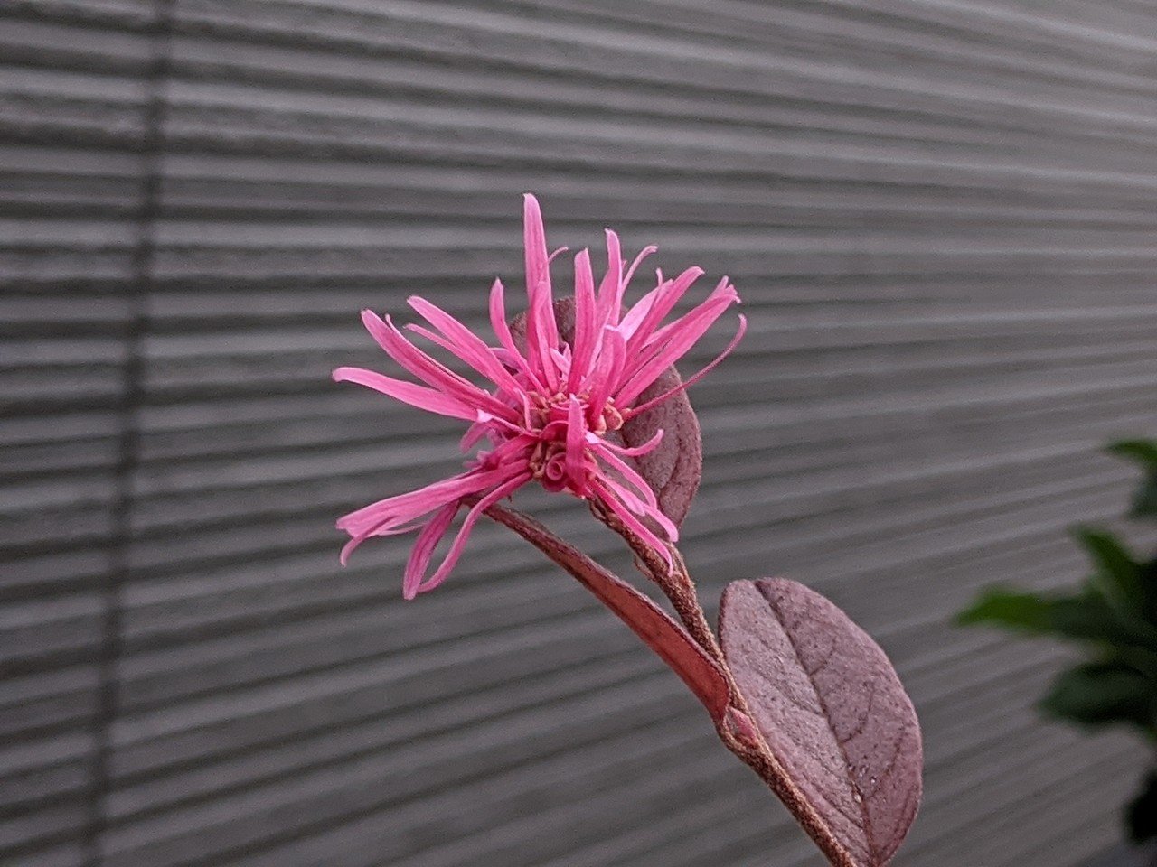 今朝の散策中に遭遇した花たち 柘榴 Note