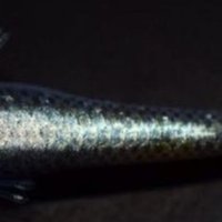 メダカの販売でなぜ年収が1000万を超えるのか解説 メダカ太郎 Note