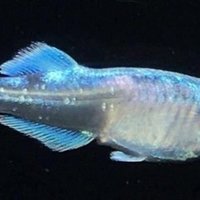 めだかの卵で月10万を稼ぐ方法 バケツ1つで副業 21年の戦略も公開 メダカ太郎 Note