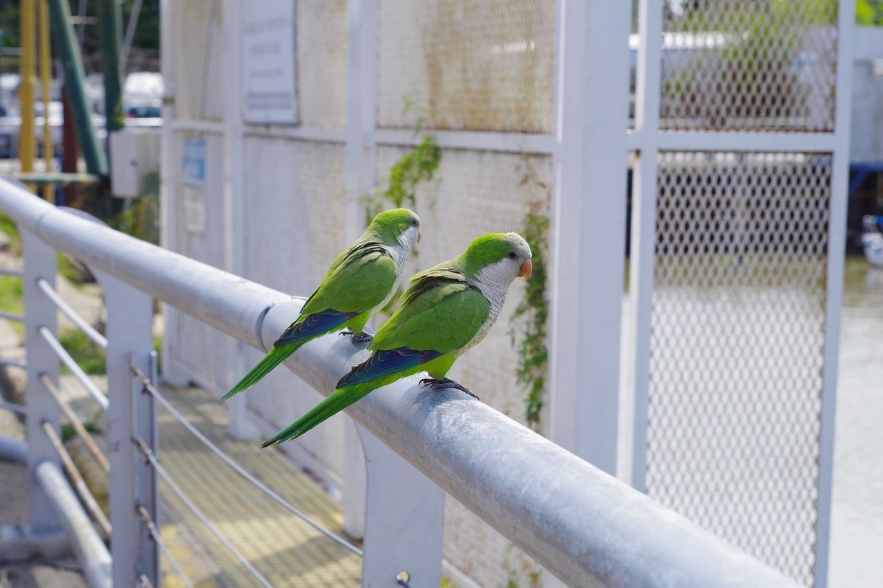 野生のインコ あきうみ Note
