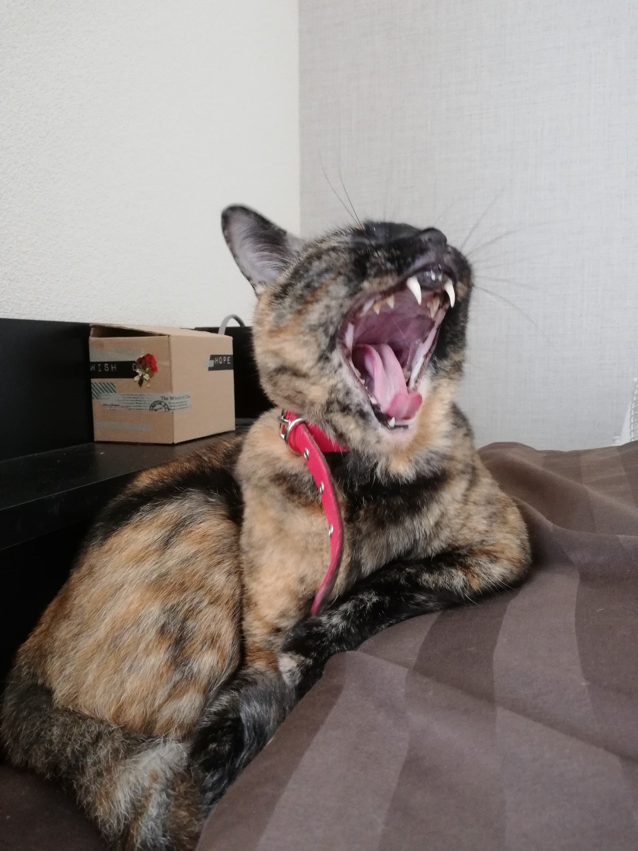 今日の八重ちゃん おっさん猫 糊口屋 Note