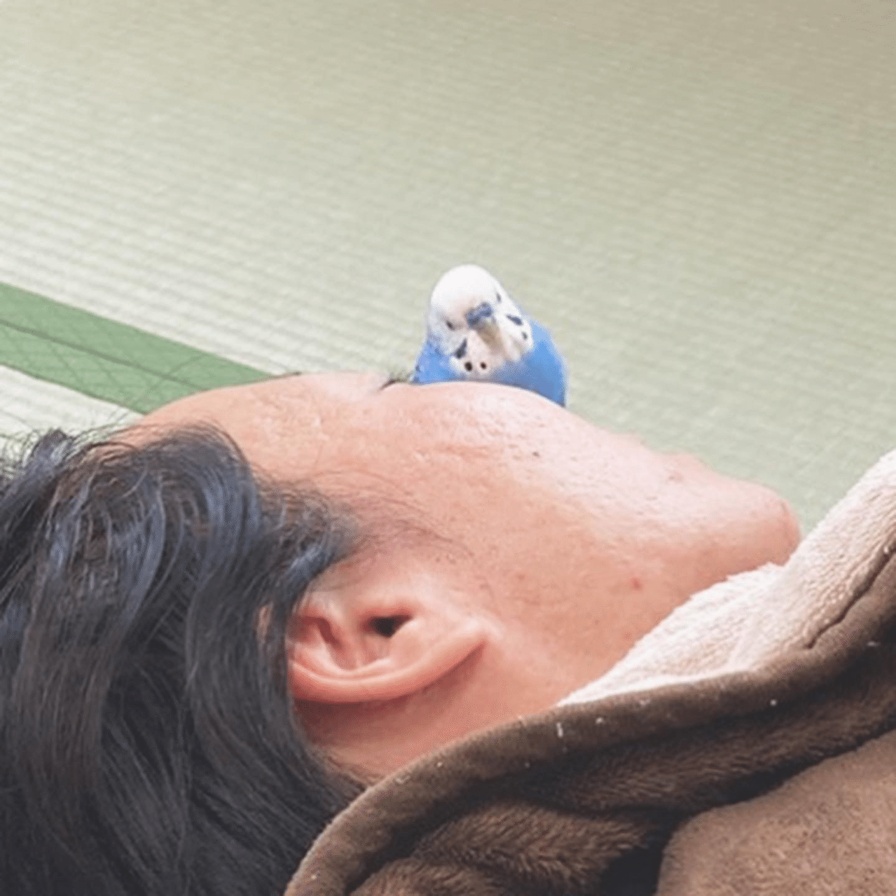 食後にくつろぐのは人間もインコも同じ インコまるけ Note