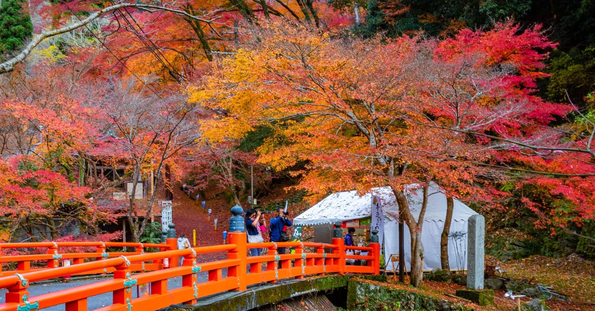 紅葉真盛りの京都「高雄」｜Zenpaku