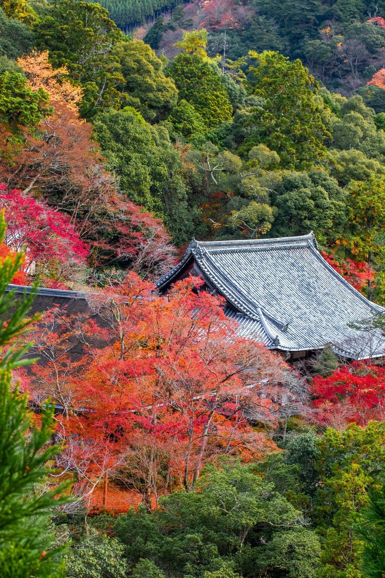 紅葉真盛りの京都「高雄」｜Zenpaku