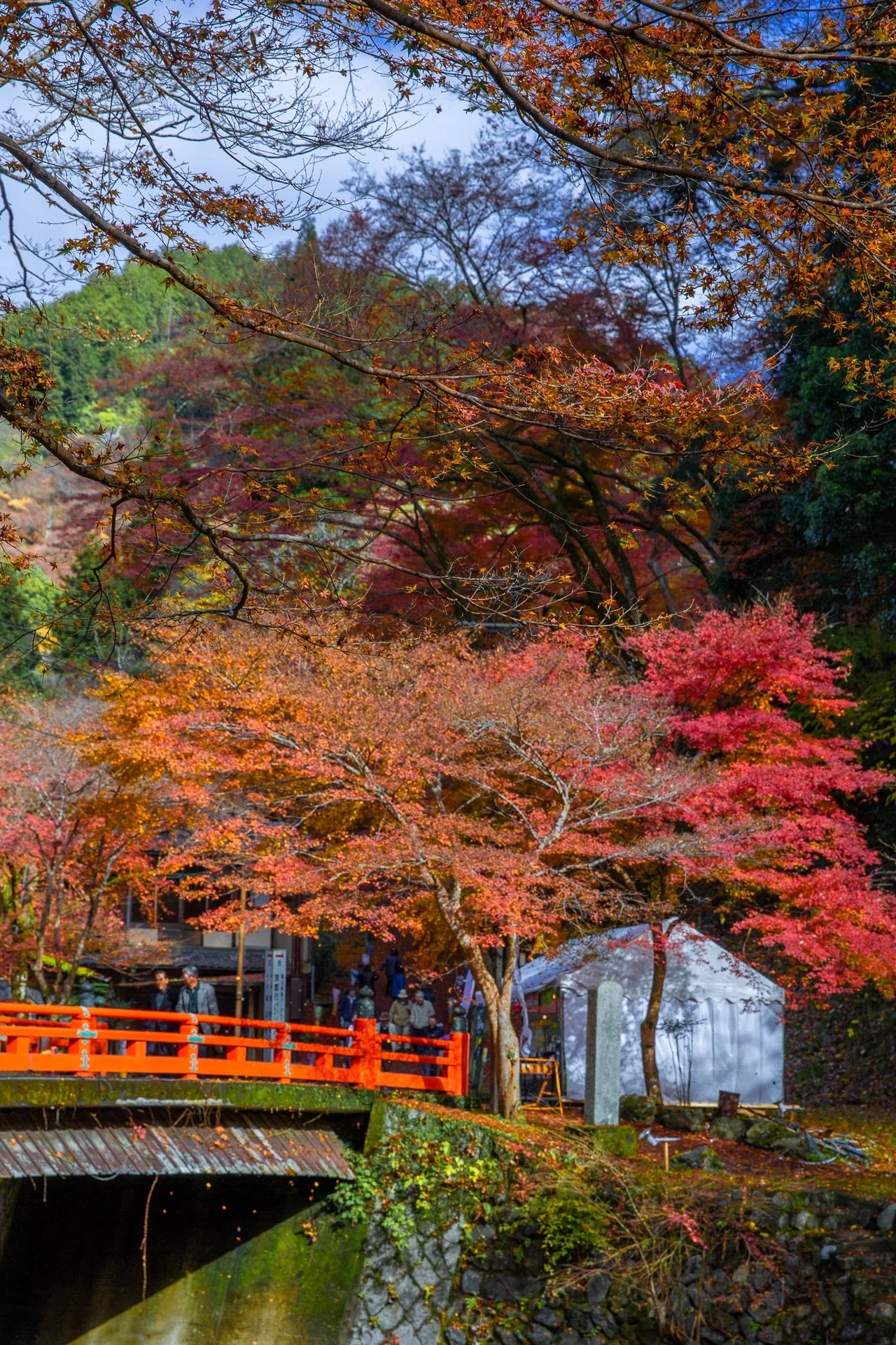 紅葉真盛りの京都「高雄」｜Zenpaku