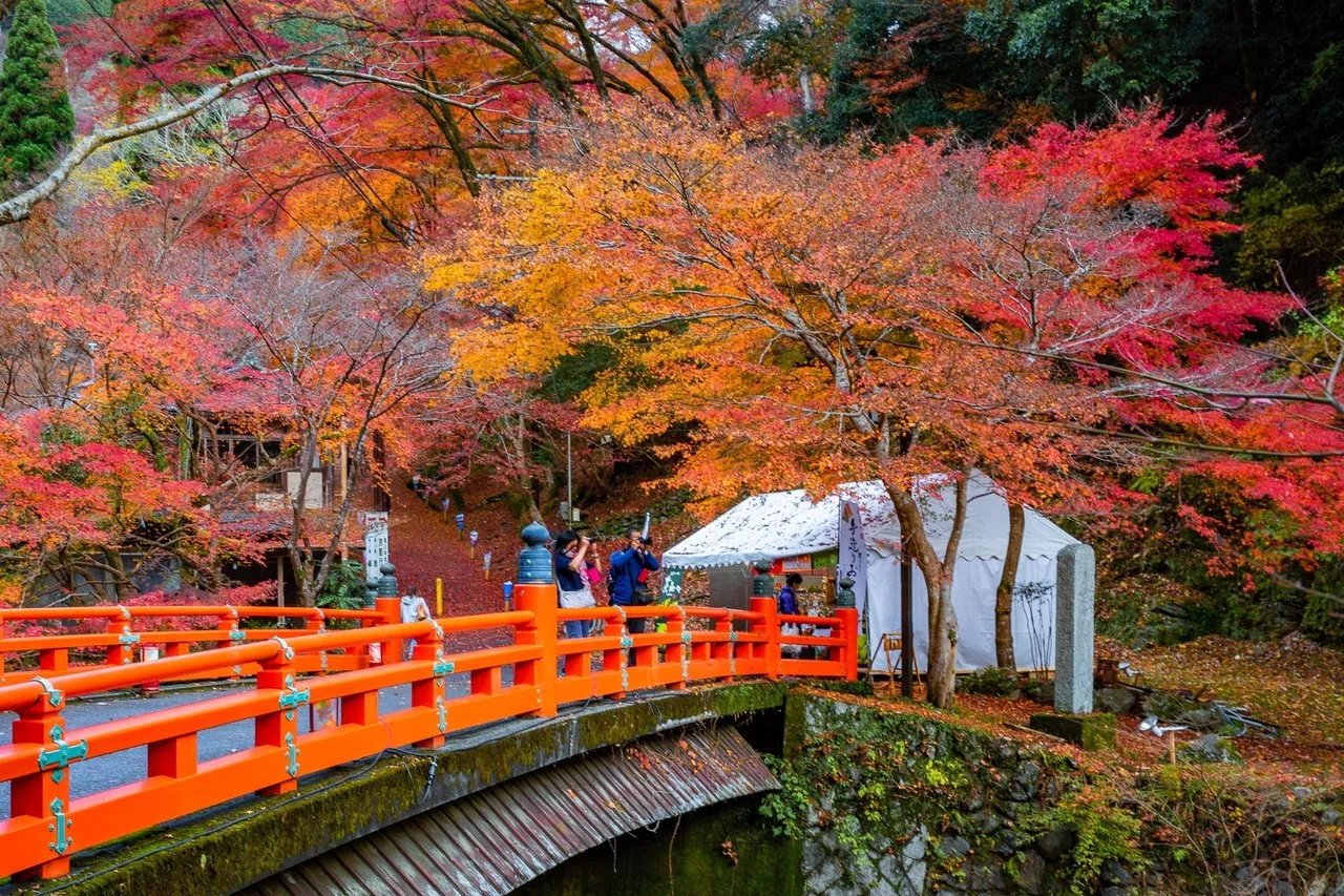 紅葉真盛りの京都「高雄」｜Zenpaku
