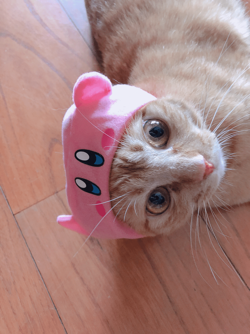 猫 萌愛 Note