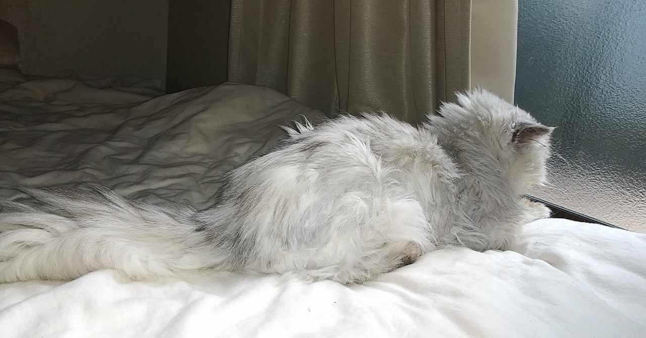犬と猫 の新着タグ記事一覧 Note つくる つながる とどける