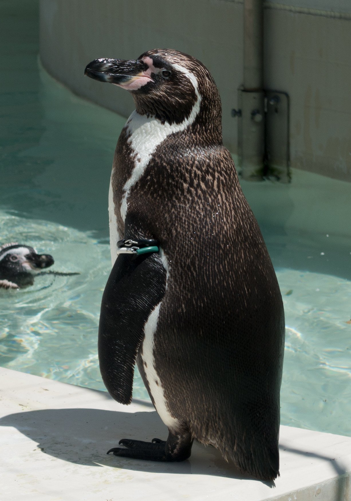 たたずむペンギン001