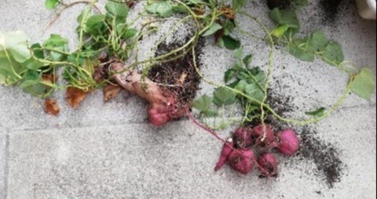 プランターでのさつまいも栽培は難しい 大きくならない 次は袋栽培にチャレンジ ラグトマ 筋トレで人生を変える道しるべ note