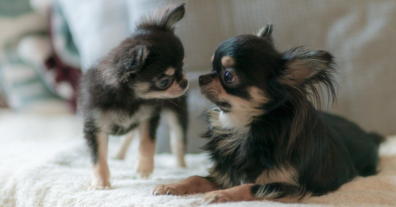 同居犬は最愛のパートナー Nonmari ノンマリ Note