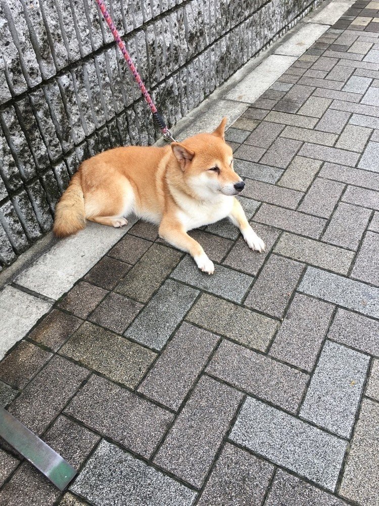 帽子屋の飼い犬。いつもここに繋がれている模様。ちなみに京都市内。