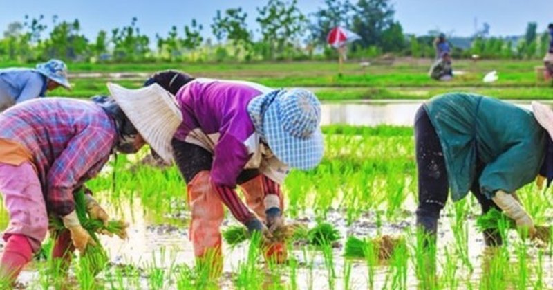 タイの農業（MAI）