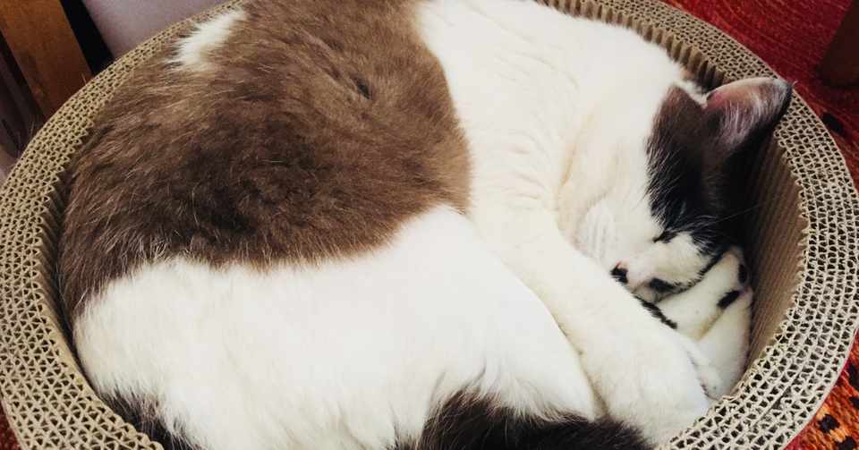 おすすめ猫グッズ紹介 ガリガリサークル バリバリベッド かじすきたまご Note