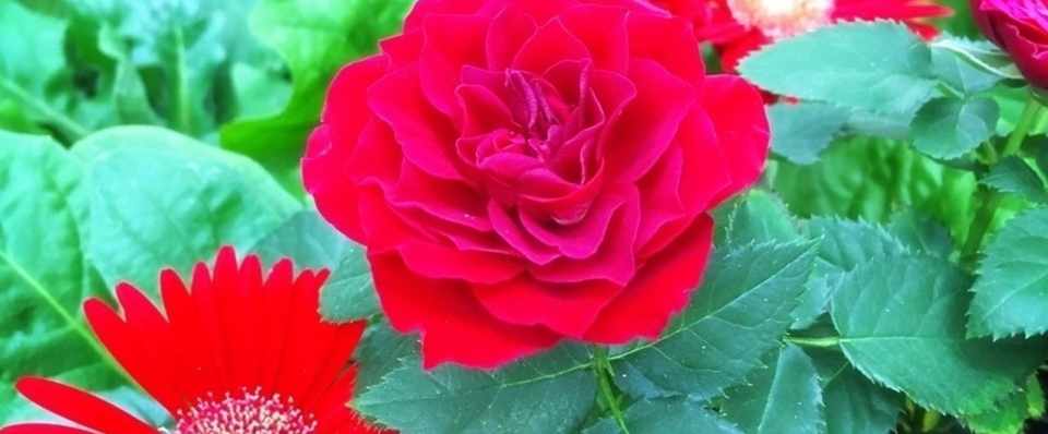 乙女の戦士 たま Note