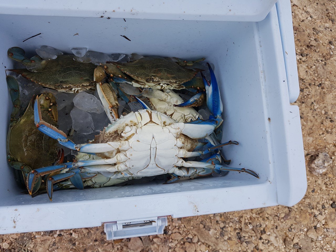 面白くて2週連続で行ってしまった～！「アメリカでカニ釣り」｜自然派健康オタク「こつぶ」と申します@韓国10年→米国1.5年