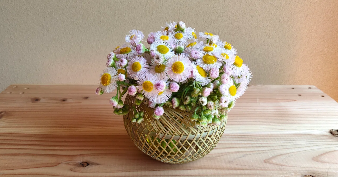 ごめん 貧乏草なんて 草と花とカゴ Noji Note