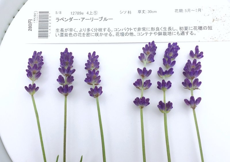 濃紫とアーリーブルーを比べてみた エフゲニーマエダ 平成林業 Note